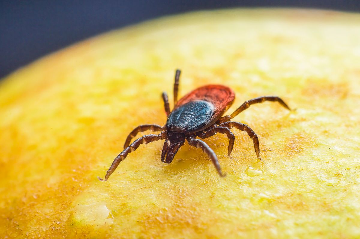 I Found a Tick Behind My Knee After a Hike -- Here Is What I Learned About Prevention